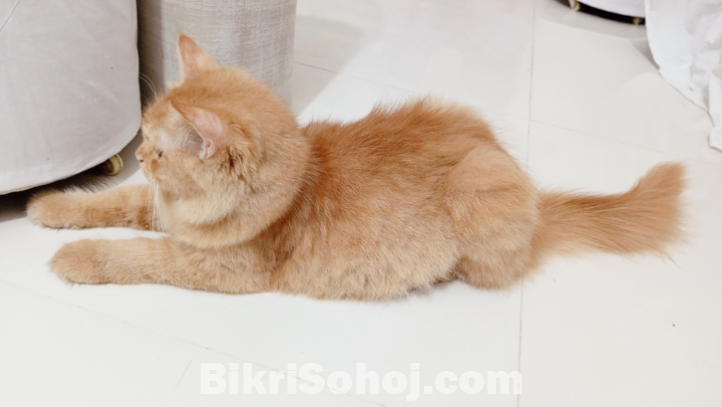 Cat